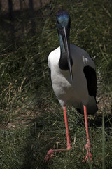 black neck stork