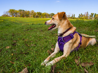 Cute Dog in Purple Harness on Green Grass, Tan Fur
