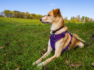 Cute Dog in Purple Harness on Green Grass, Tan Fur