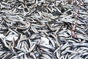 European anchovy (hamsi in Turkish), fish species from Black Sea