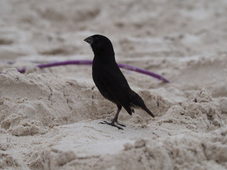 Bird on the beach, Galapagos, Ecuador