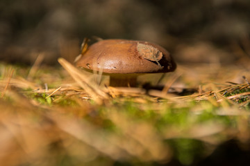 xerocomus growing on the ground