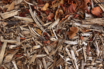 texture of dry leaves and branches without bark lying solid layer