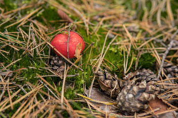 detail of vomiting russula growing in the forest