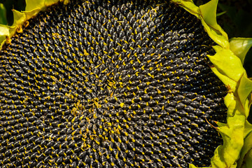 Ripe sunflower. Beautiful texture of ripe sunflower seeds
