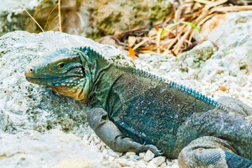 A rare blue iguana has settle into the rocks where he surveys the landscape for food and danger. This creature lives in the botanical gardens of the Cayman Islands