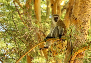 Vervet Monkey resting on an yellow bark Acacia tree in Lake Naivasha, Kenya, Africa
