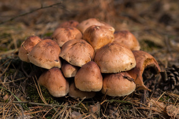  mushroom growing on the ground