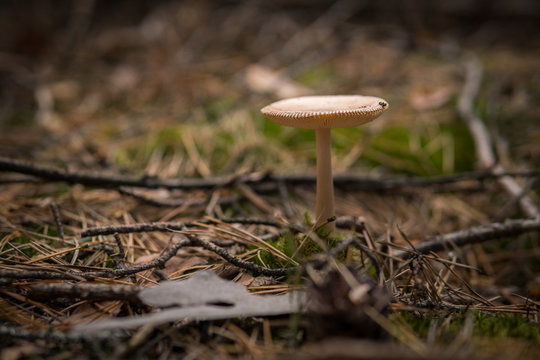  mushroom growing on the ground