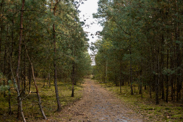 sandy path in a forest