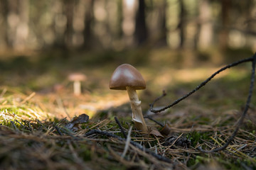  mushroom growing on the ground