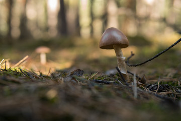  mushroom growing on the ground