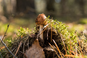  mushroom growing on the ground