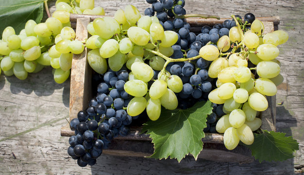 Big clusters of ripe white and blue grapes in a wooden box