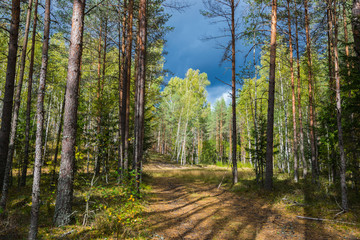 Autumn forest nature. Vivid morning in forest with sun rays through branches of trees. Scenery of nature with sunlight.