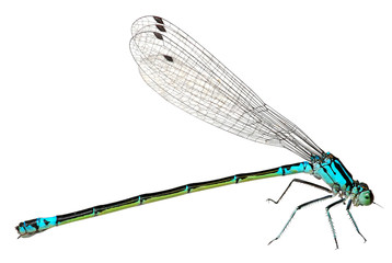 Blue Dragonfly Isolated on white background. Macro - Powered by Adobe
