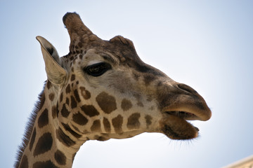 giraffe