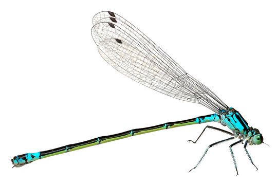 Blue Dragonfly Isolated on white background. Macro
