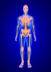 Blue Human Anatomy Body and Skeleton 3D Scan render on blue background from front view