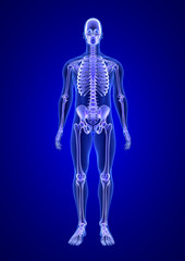 Blue Human Anatomy Body and Skeleton 3D Scan render on blue background from front view