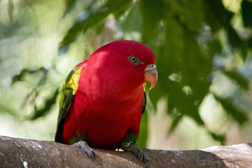 chattering lory