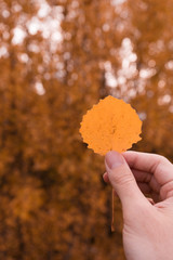 hand with autumn leaf 12