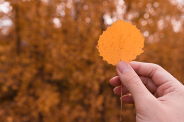 hand with autumn leaf 11