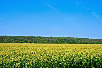 Corn field on a summer day.