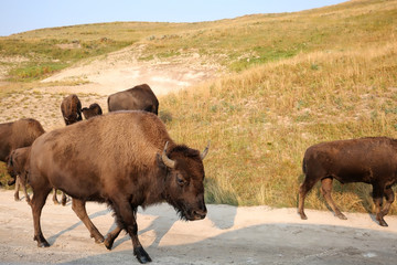 Herd of bison walking very close to cars on Grand Loop Road in Hayden Valley, Yellowstone National Park, Wyoming, USA.