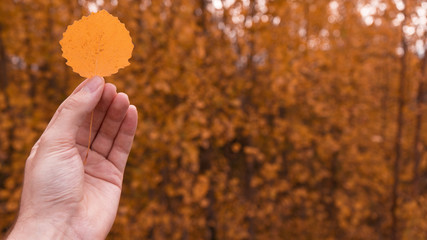 hand with autumn leaf