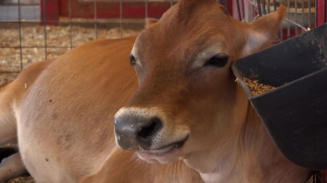 Young calf eating food next to bin in cage 4k
