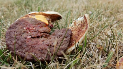 Group of flies attracted to rotting burger in grass.