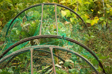 mesh tunnel protection of vegetables.from birds