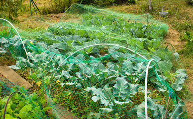 vegetables covered with a mesh, cabbage in the garden