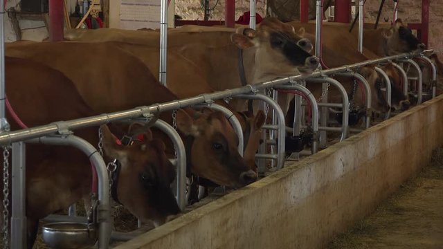 Group of cattle being fed from trough in barn 4k