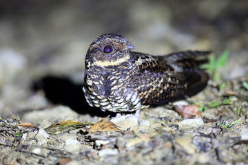 Satanic nightjar or Heinrich's nightjar (Eurostopodus diabolicus)  in Lore Lindu National Park, Sulawesi island, Indonesia
