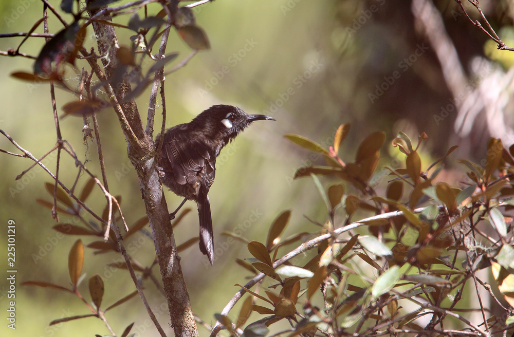 Wall mural White-eared Myza (Myza sarasinorum) in Lore Lindu National Park, Sulawesi, Indonesia
