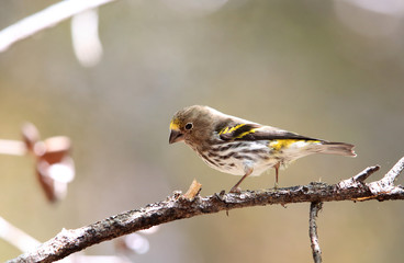 Mountain Serin or Indonesian Serin (Chrysocorythus estherae)