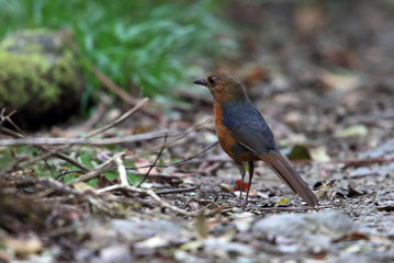 Geomalia or Sulawesi mountain thrush (Zoothera heinrichi) in Lore Lindu National Park, Sulawesi Island, Indonesia