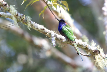 Purple-bearded bee-eater or Celebes bee-eater (Meropogon forsteni) in Lore Lindu National Park, Sulawesi Island, Indonesia