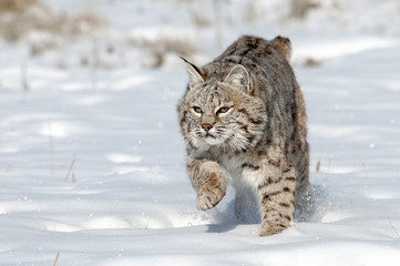 Lynx Hunting in Winter