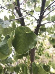 Cercis canadensis - Oklahoma Redbud