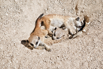 Obraz premium kit meerkat babies