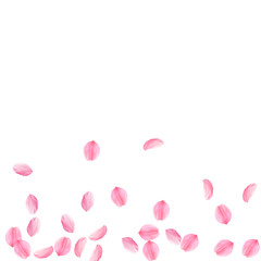 Sakura petals falling down. Romantic pink silky medium flowers. Sparse flying cherry petals. Scatter