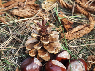 Pinecone and chestnut fruits layed on dry leaves, needles