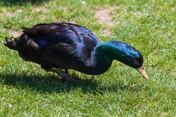 Cayuga Duck in Grass