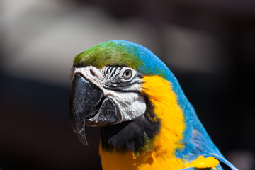Blue and Yellow Macaw