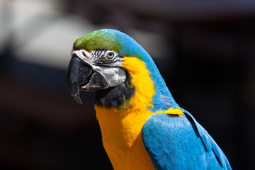 Blue and Yellow Macaw