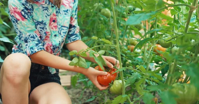 Portrait teenage girl picking up big red ripe tomato in the kitchen garden, smiling at camera