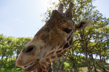 Naklejka premium Giraffe Eating a Snack